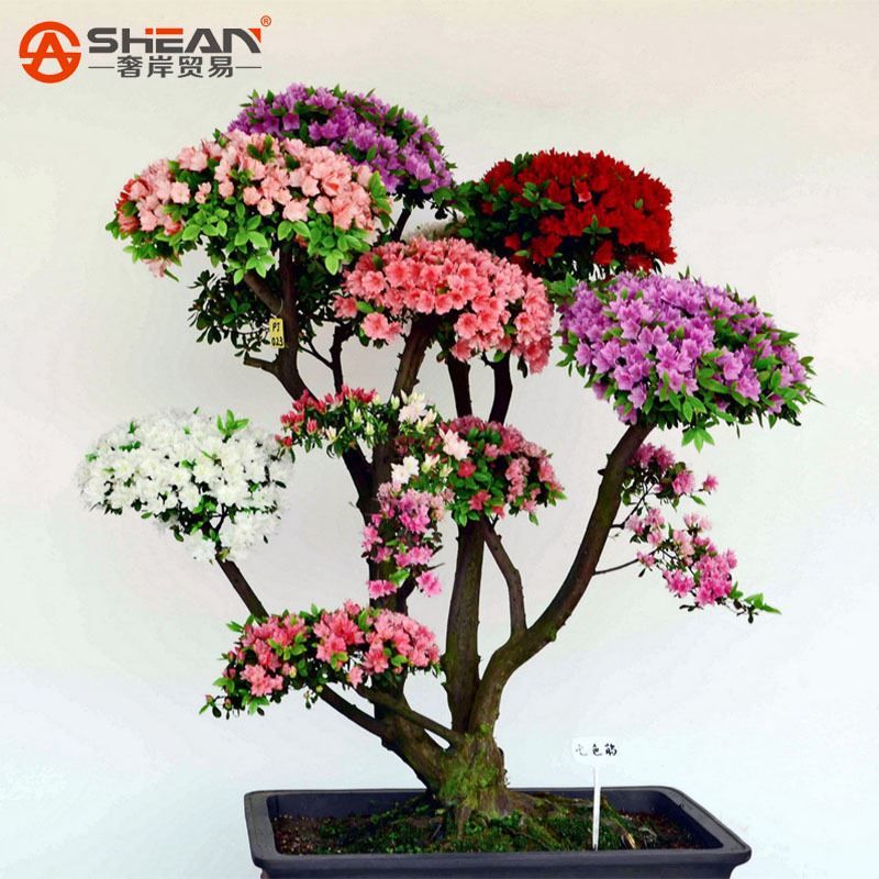 / Bag Rare Bonsai Rainbow Azalea Seeds Looks Like Sakura Japanese
