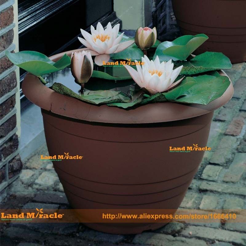 Acheter Graines De Nénuphar Europe Nymphaea Herbs 1 Graine Paquet Fleur De Lotus Blanche Bonsai De 159 Du Landmiracle Dhgatecom