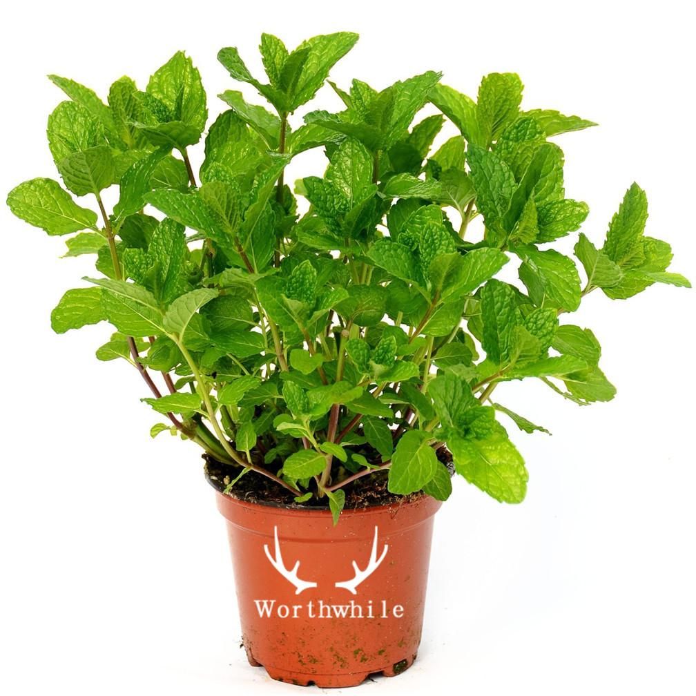 2020 200 Spearmint Vegetable Mentha Spicata Herb Mint Perennial Seeds From Melove, $5.02  2020 200 Spearmint Vegetable Mentha Spicata Herb Mint Perennial Seeds From Melove, $5.02