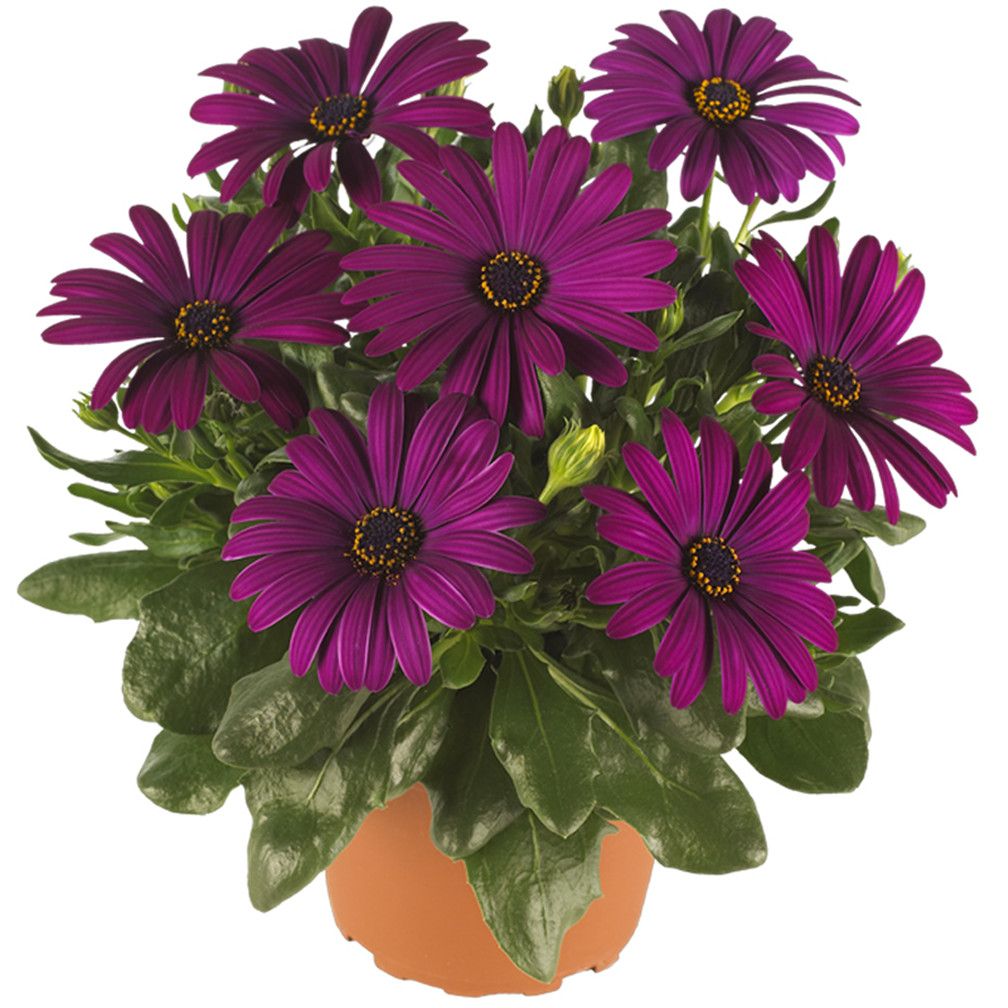 2019 south african marigold