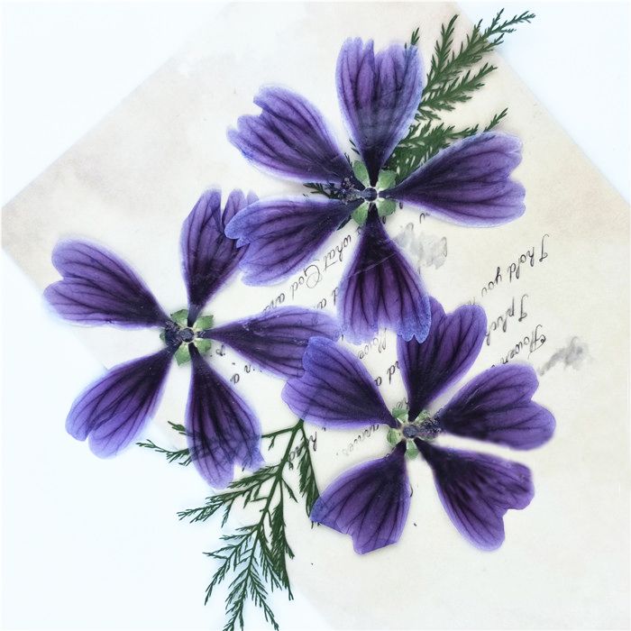 2019 Dark Purple Dried Hollyhock Flowers , Pressed Flower ...