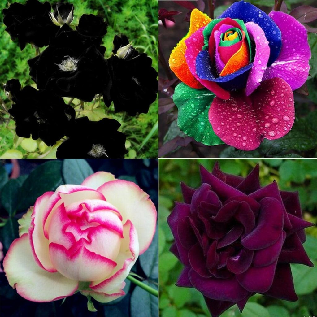 2016 Free-Shipping Colourful Rainbow Rose Seeds Purple Red Black Pink ...