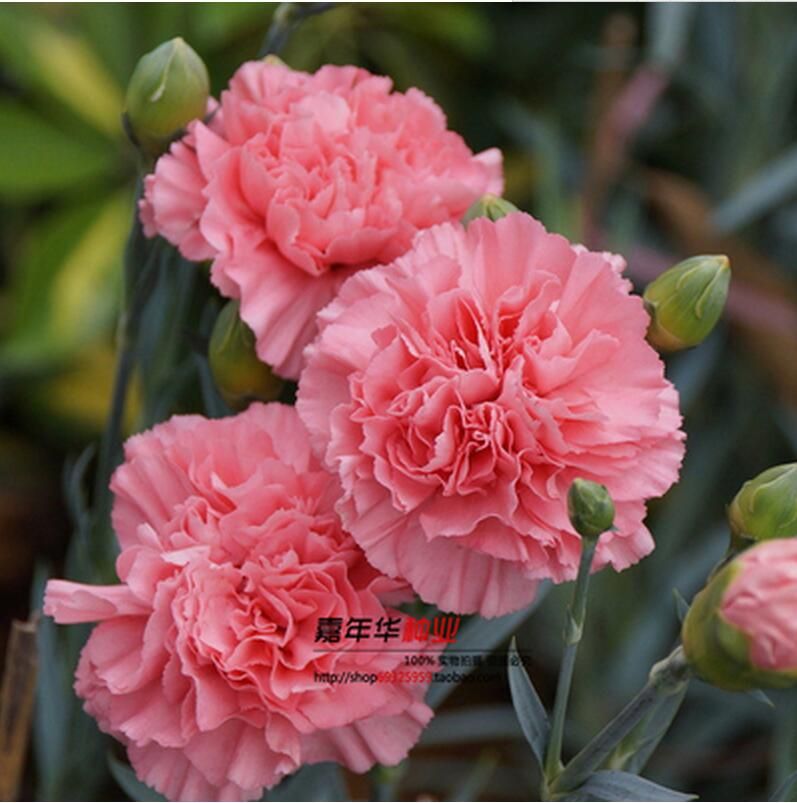 2021 2016 Carnation Seeds Enfant Nice 100 Kinds Of