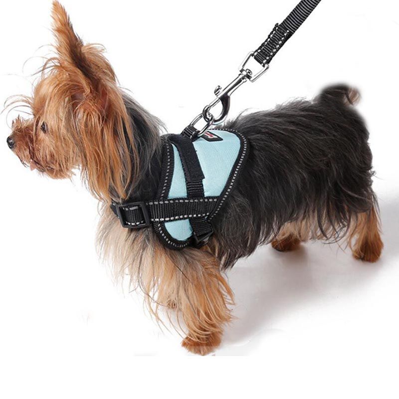 2020 Pet Shop Neck Straps For Small Dog Harness Little Dogs Breast Band Collar Yorkshire Terrier