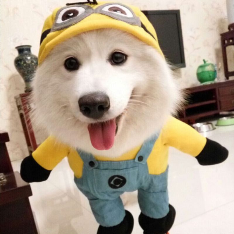 2019 dog clothes funny