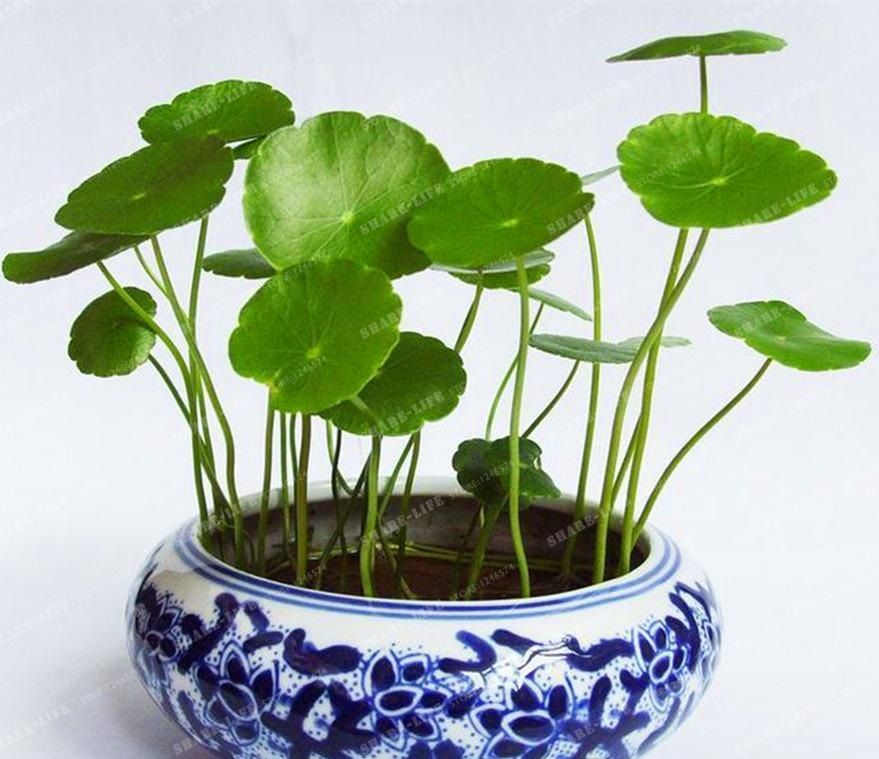 Discount Potted 50 Seeds Hydroponics Flower Aquarium