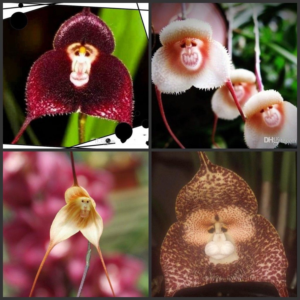 2020 Hot Selling Peru Monkey Face Orchid Seeds Potted