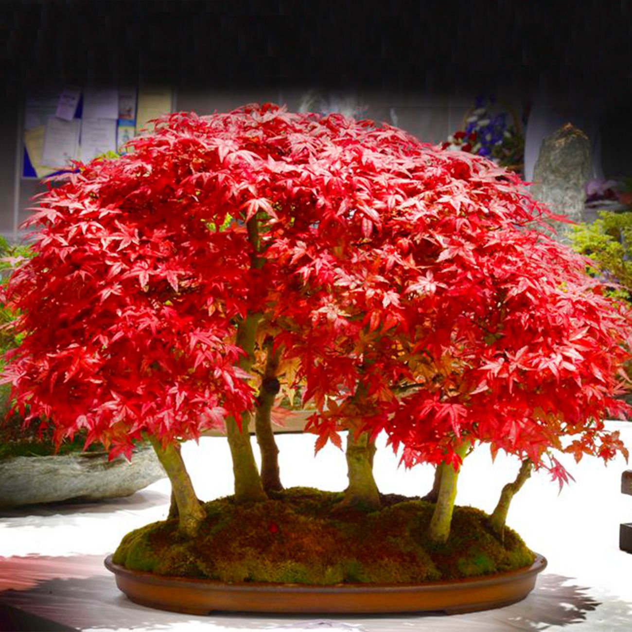Japanese Red Maple Tree Bonsai Seeds, Acer Palmatum, 10seeds/Pack, Vibrant Beautifully Delicate