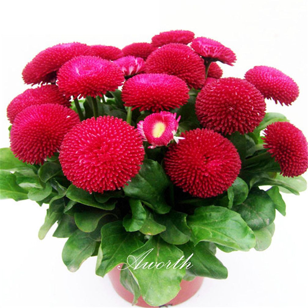 red english daisy bellis flower 500 seeds easy-growing diy home garden  perennial flowering plant high germination rate