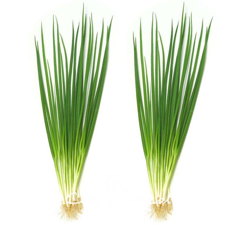 2018 Spring Chinese Onion Vegetable 500 Seeds / Bag Popular Cooking