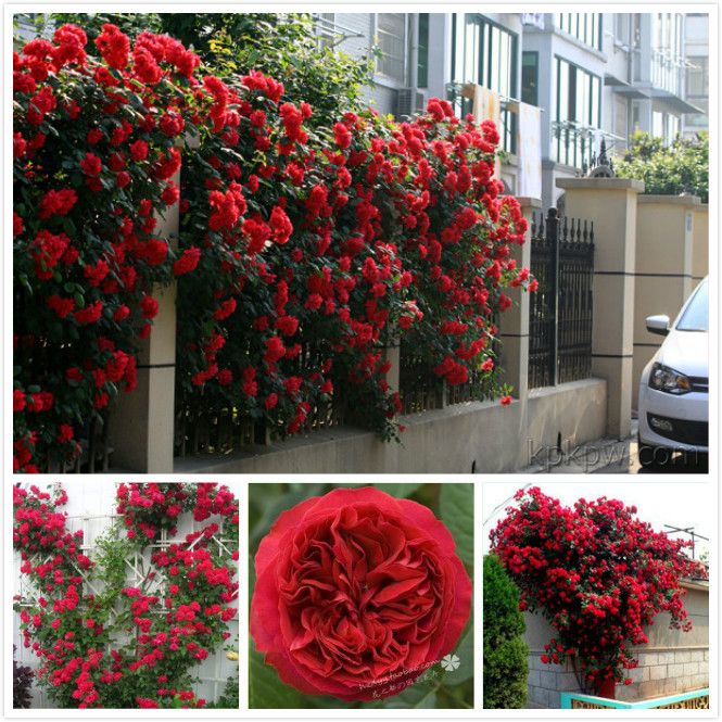 2021 Heirloom Climbing Rose Plant For Out Door Most