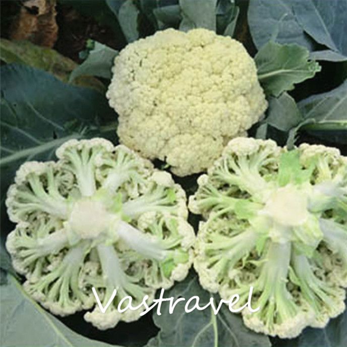 Something is. asian grow seed veg Excellent answer, asian grow seed veg consider