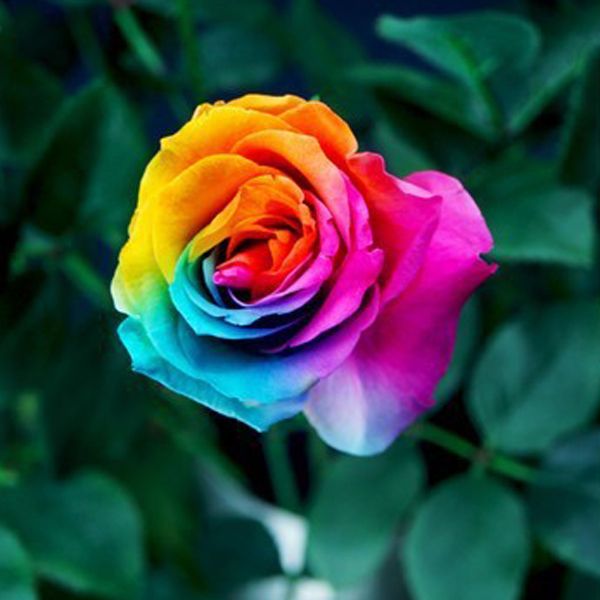 100 STÜCKE Seltene Multi-farben Regenbogen Rose Blumensamen Gartenpflanze Fast