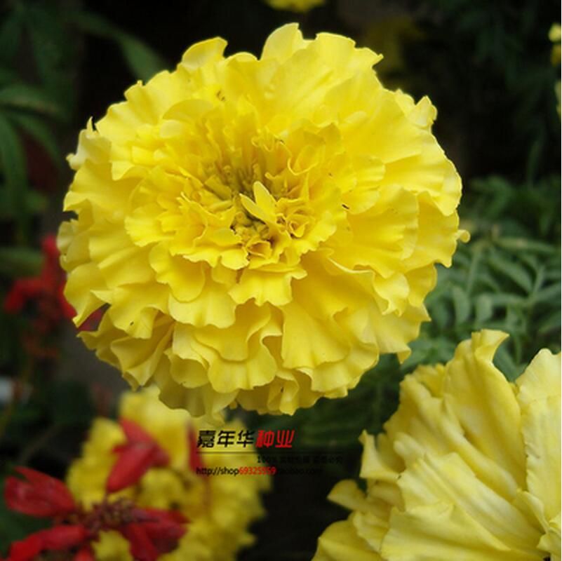 2021 2016 Carnation Seeds Enfant Nice 100 Kinds Of