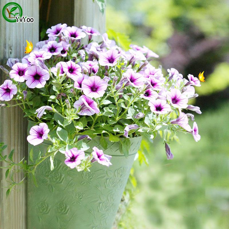 2020 Purple Petunia Seeds Promotion Balcony Bonsai Flower Seeds