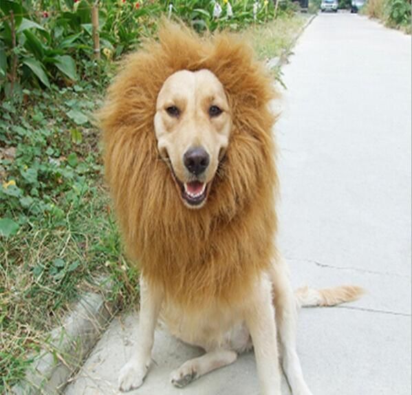 funny-cute-pet-costume-cosplay-lion-mane.jpg