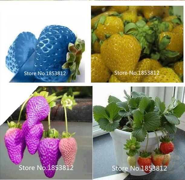2021 Sale!Strawberries Seeds Rainbow Strawberry Seeds