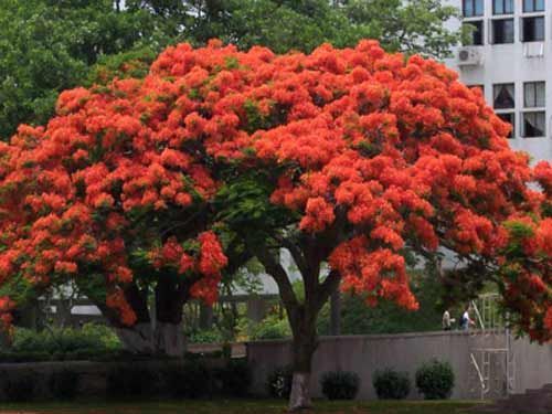 Image result for free flamboyant tree