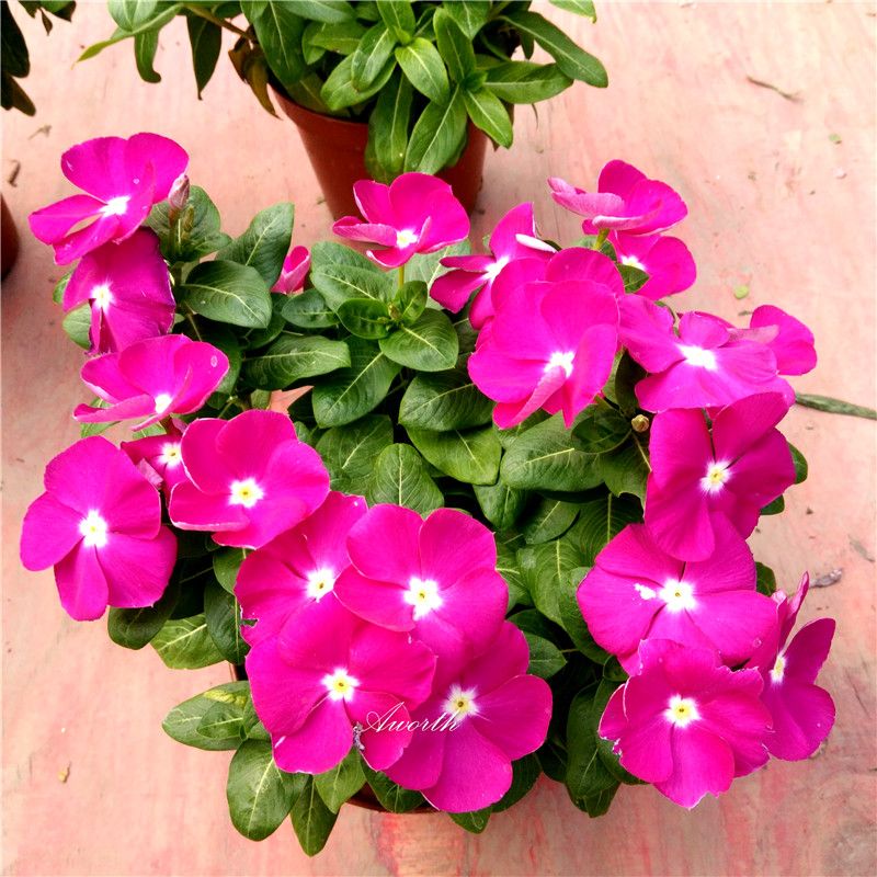 2019 purple madagascar periwinkle