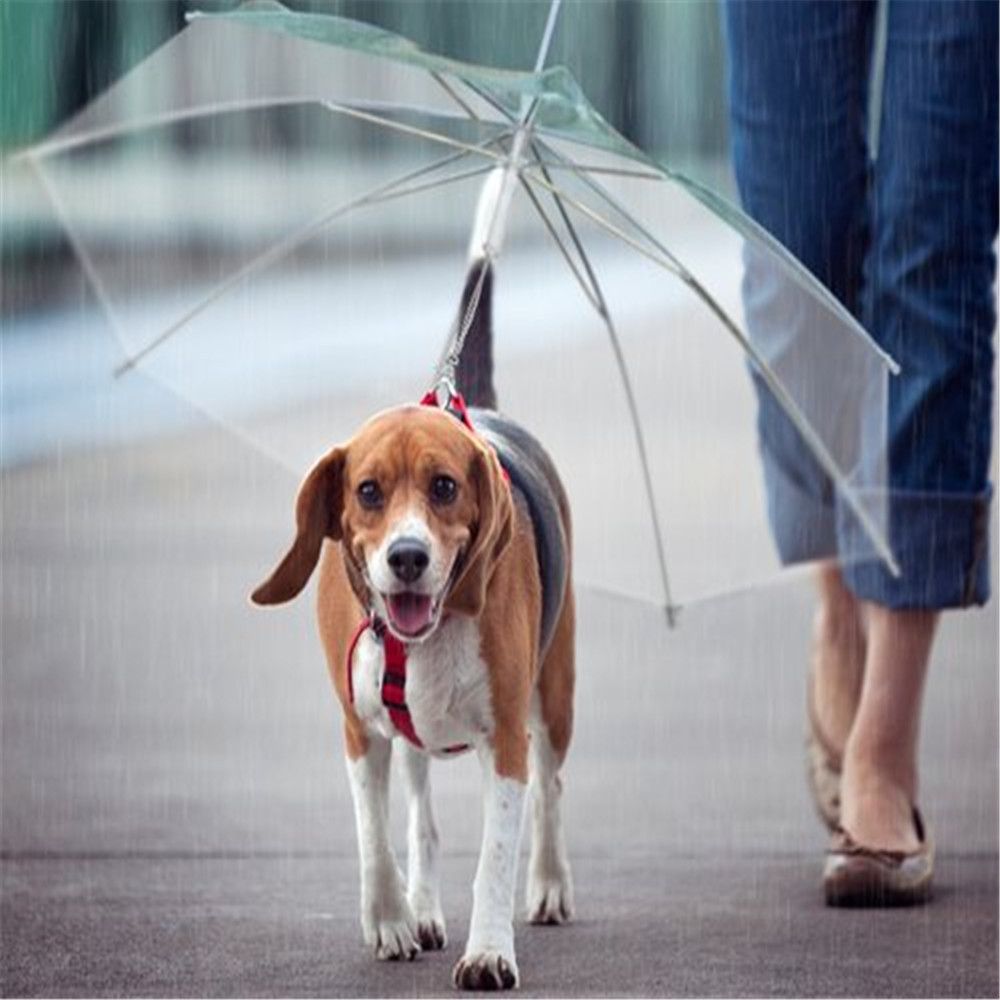 2019 Diameter 69CM Dry Comfortable Puppy Pet Umbrella Dog Decoration