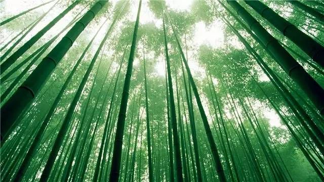 20g Moso Bamboo Hardy giant seeds-4 Pubescens Phyllostachys edulis Rare