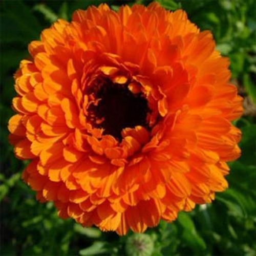 Semences de marigold graines de fleurs de bonsaï plantes en pot Fleurs Fleurs 50 particules / sac D022