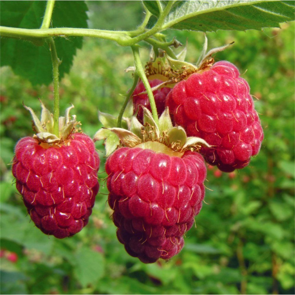 Image result for raspberry bush