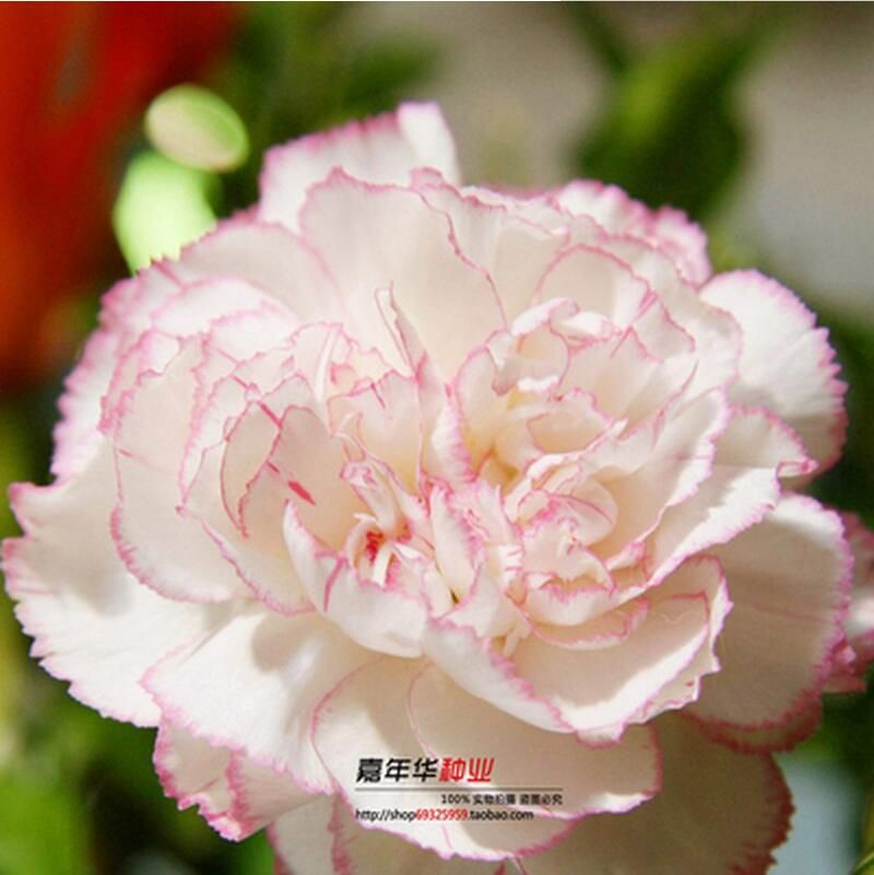2021 2016 Carnation Seeds Enfant Nice 100 Kinds Of