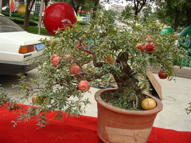2019 bonsai tree pomegranate