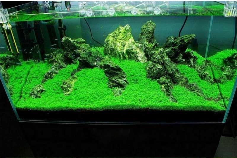 2019 Hot Selling Aquarium Grass Seeds Water Aquatic Plant