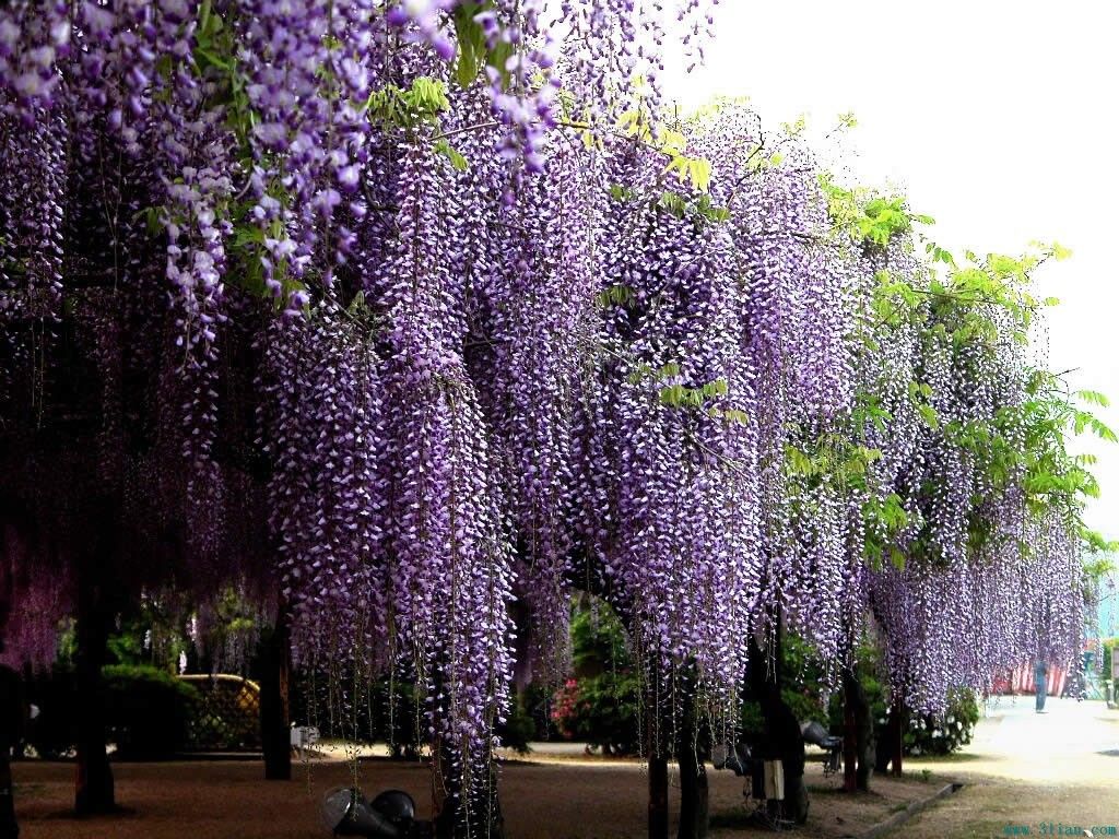 2018 Wholesale 10 Seeds Blue Chinese Wisteria Vine, Flower Seeds ... 2018 Wholesale 10 Seeds Blue Chinese Wisteria Vine, Flower Seeds ...