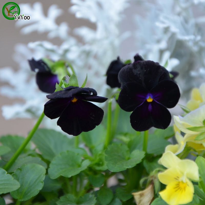 2020 Pansy Seeds Flower Seeds Bonsai Plant For Home Garden
