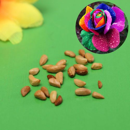 2021 Seeds Flower Seed Colorful Rainbow Rose Valentine Lover Flower