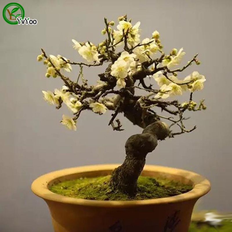 Chimonanthus praecox graines de bonsaïs graines d'arbre très beaux arbre intérieur Maison usine de jardin particules / G015