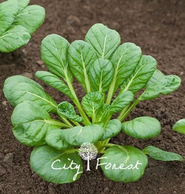 Asian grow seed veg Asian grow seed veg where