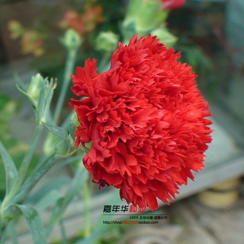 2021 2016 Carnation Seeds Enfant Nice 100 Kinds Of