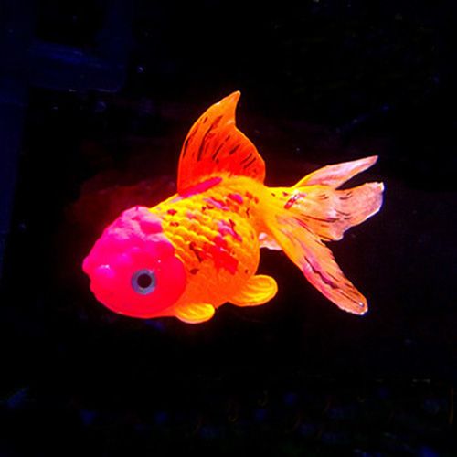 2018 Artificial Glowing Goldfish Decoration Aquarium Fish Tank Decorations Fish Pattern Good 