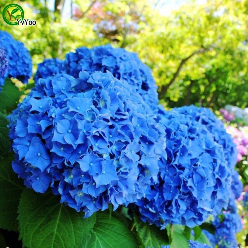 30 Hydrangea Flowers Seeds Rare 7 Colours Beautiful Decoration for Home Garden 