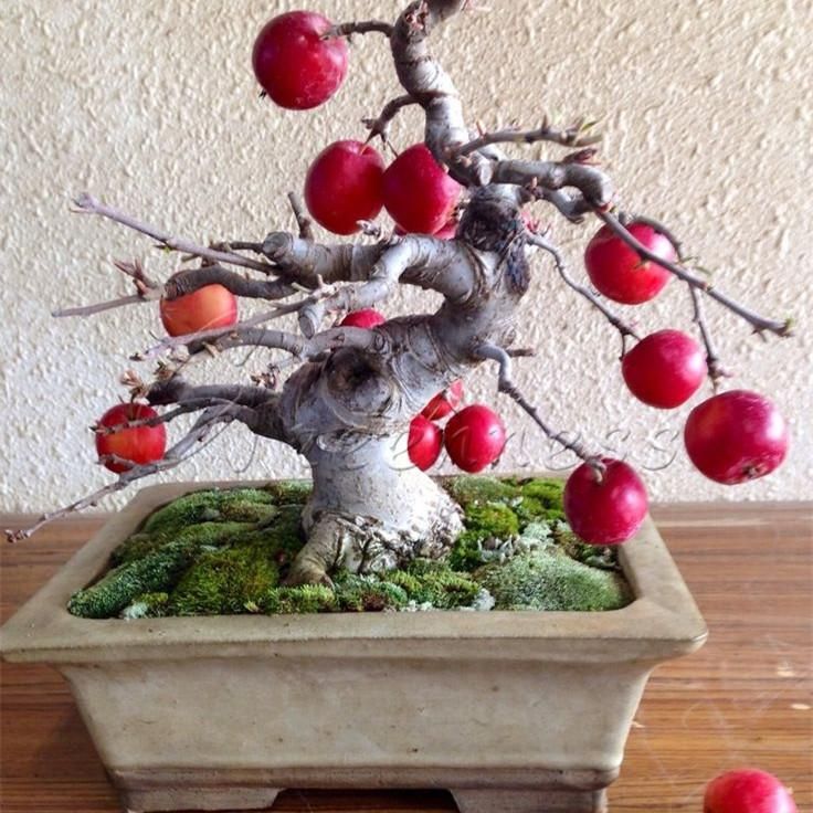 2019 20 Bonsai Apple Tree Seeds Bonsai Tree Fruit Delicious Good