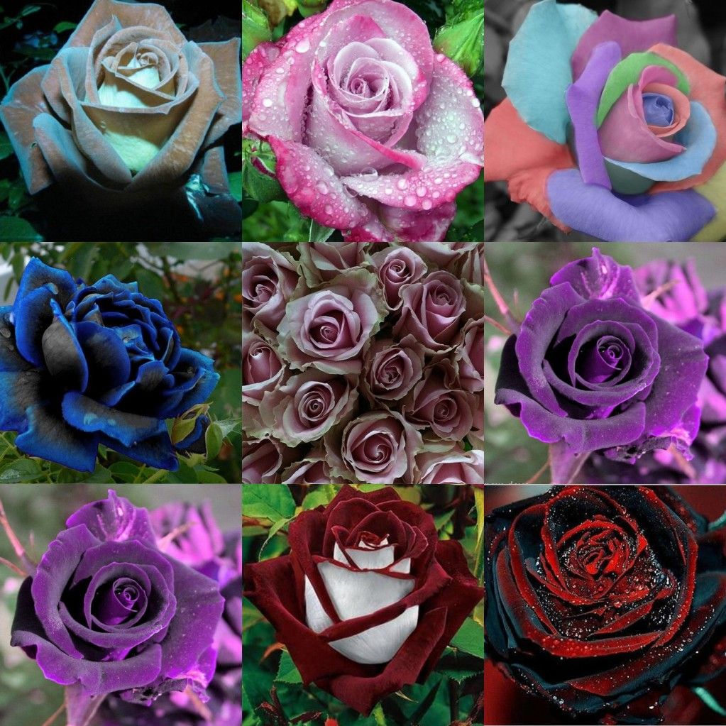 2016 Cheap Rose Seeds Popular Garden Seeds Package Home Garden Seeds