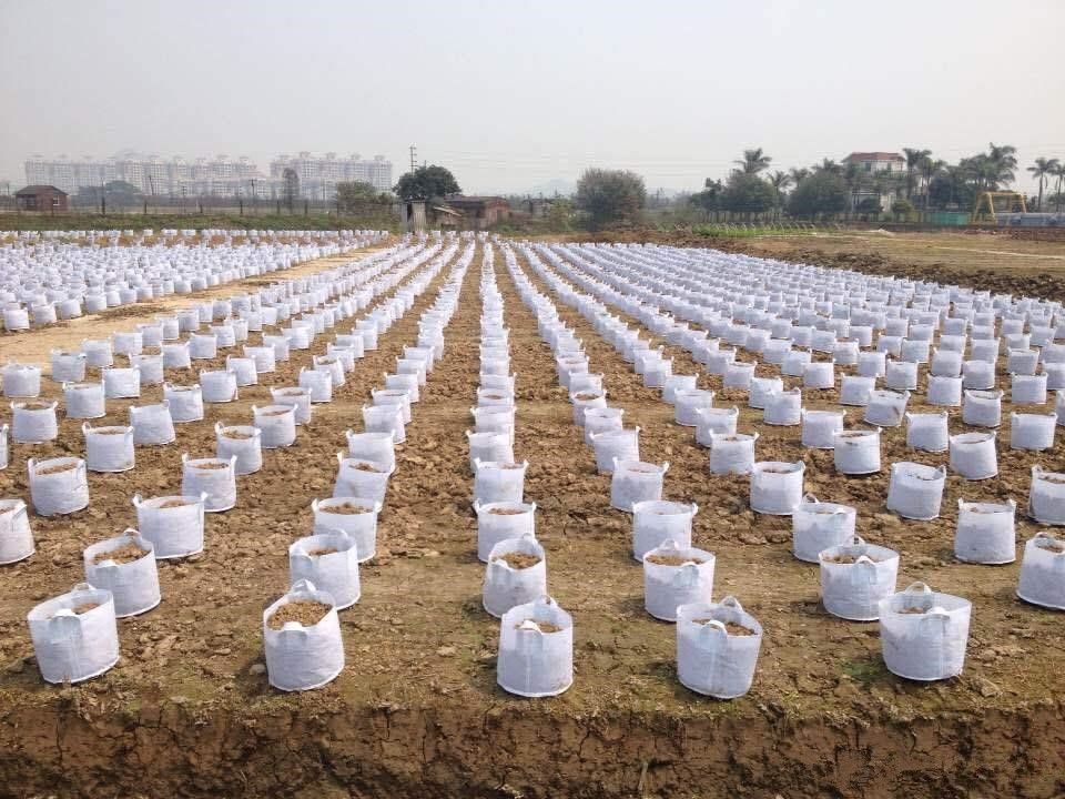 Best Quality 2016 Planting Bags Round Fabric Pots Plant 