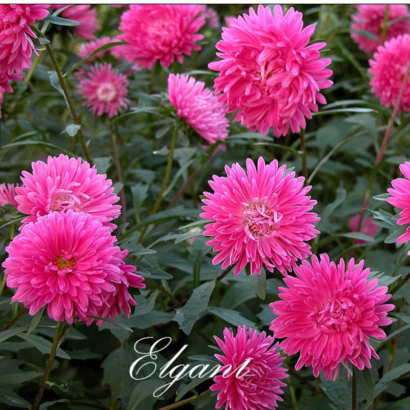 pink chinse aster flower