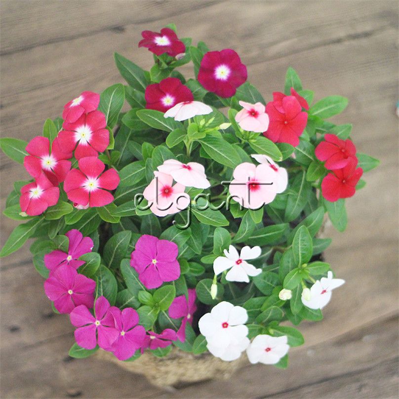 Colorful Madagascar Periwinkle Flower / Pack Seeds Catharanthus Roseus