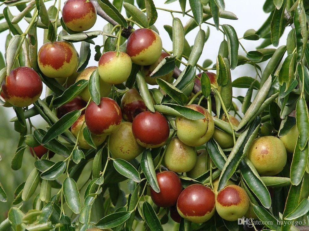 jujube seeds for sale