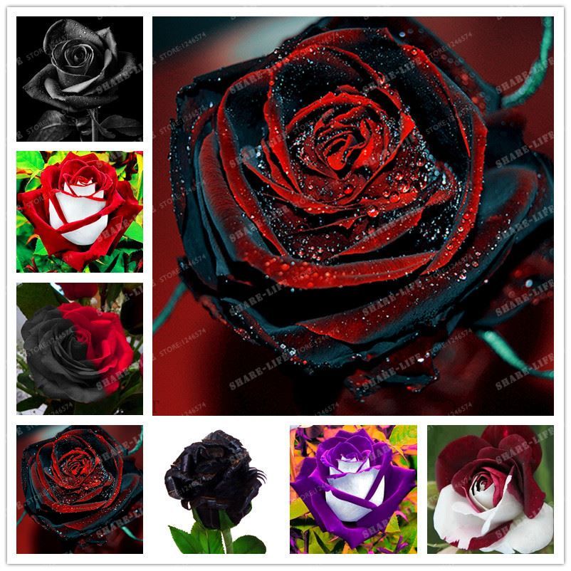 Rare Rose Seeds Black Rose Flower With Red Edge Rare Rose Flowers Seeds