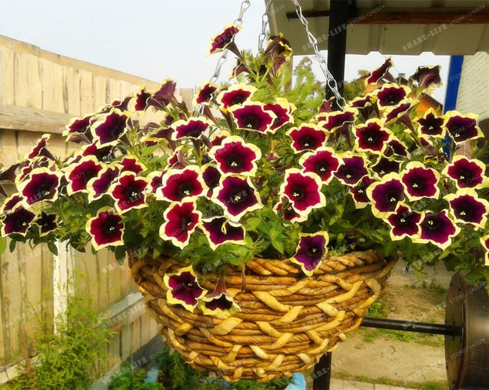 2020 Cascadia Rim Magenta Petunia Seeds Dark Purple Blooms With 2020 Cascadia Rim Magenta Petunia Seeds Dark Purple Blooms With