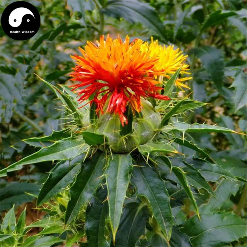 2018 buy real carthamus tinctorius seeds plant safflower safflower plant