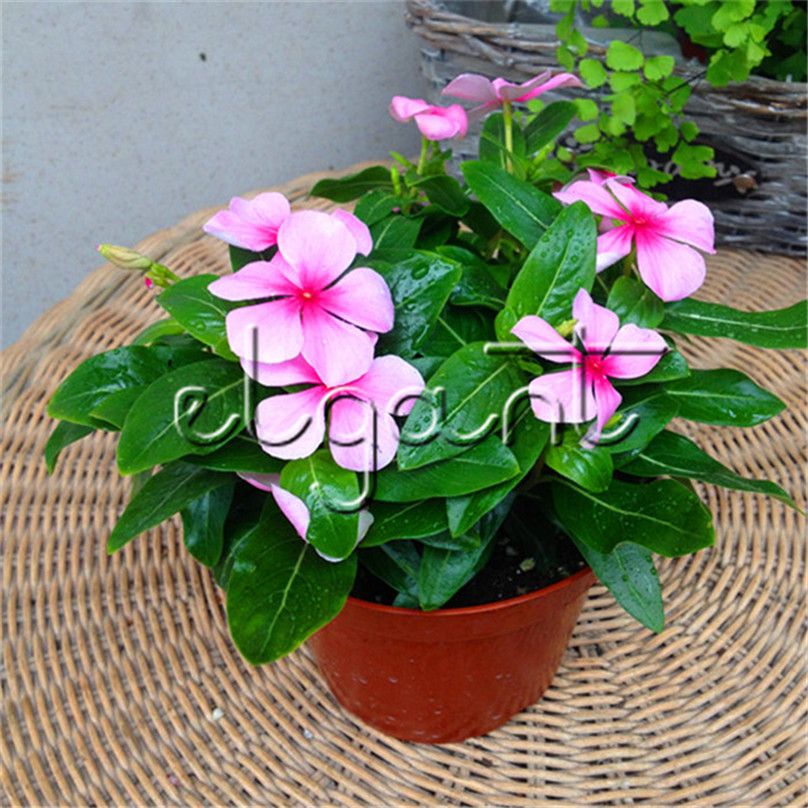 Vinca Flowers In Pots Best Flower Site