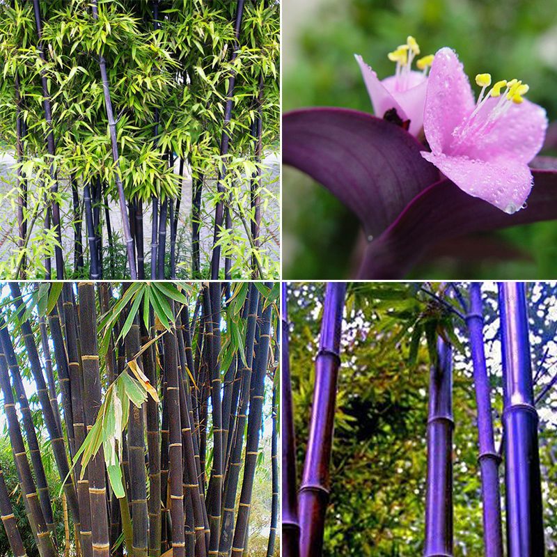Wholesale RARE Purple Bamboo, Black Bamboo Timor Bambusa Lako 50 Viable Seeds Bamboo Purple