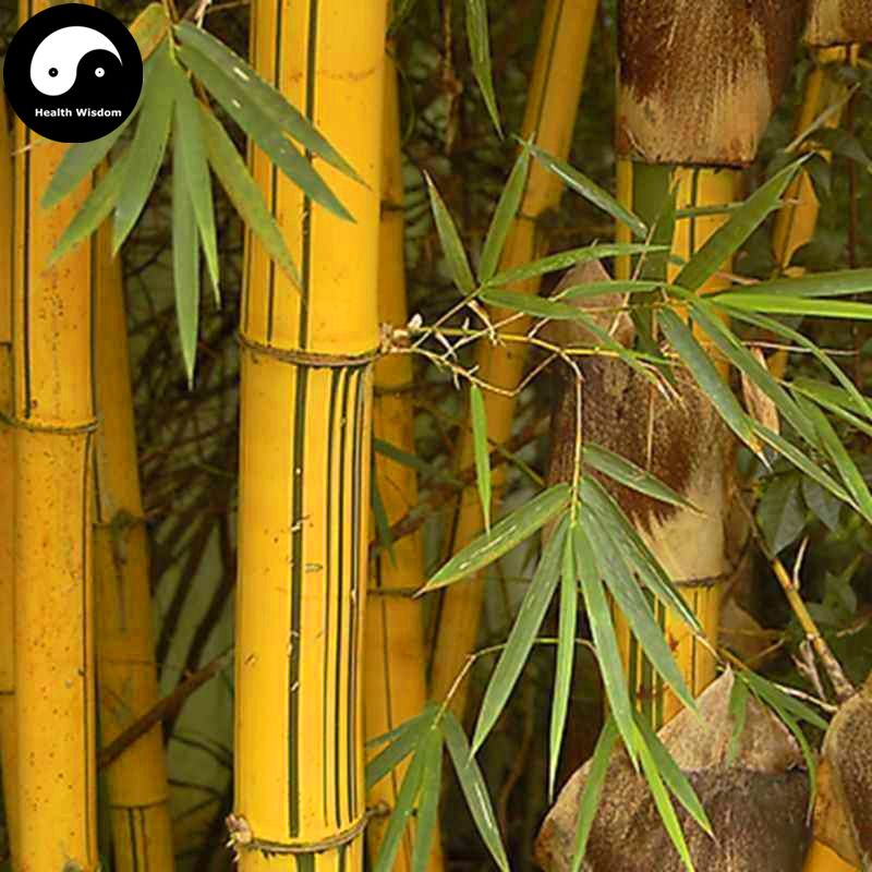 2018 buy golden bamboo tree seeds plant bambusa vulgaris from